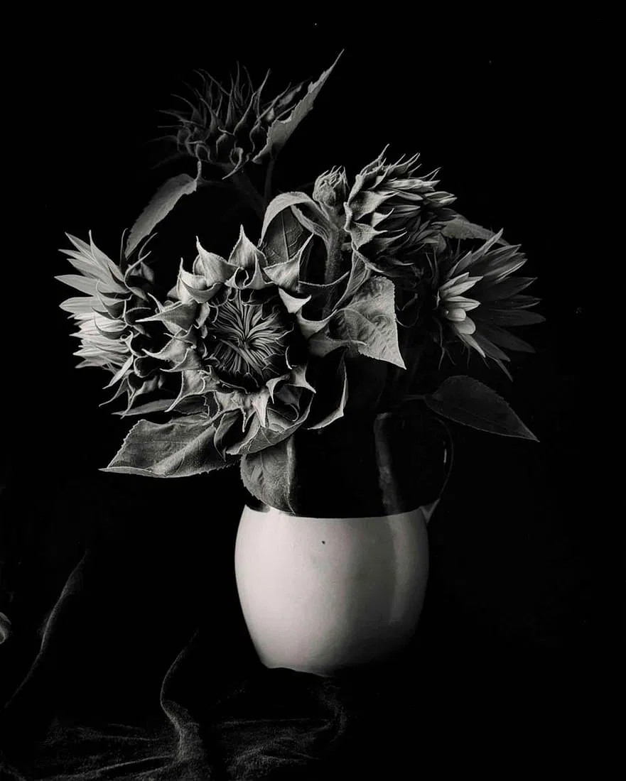 Paul Caponigro (American, 1932-2024), Sunflower Vase, New York, Special Edition Gelatin Silver Print